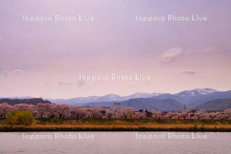 余市川　桜並木