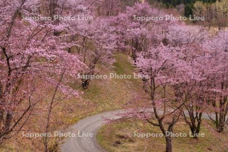 深山峠の桜