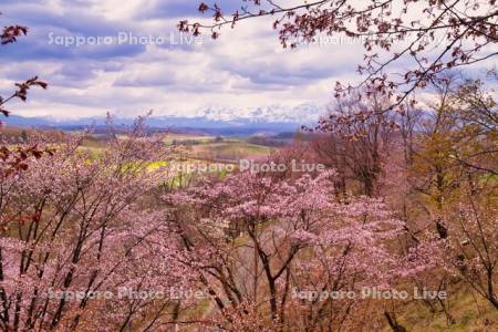 深山峠の桜