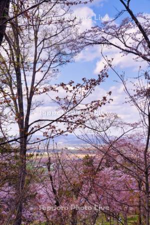 旭山公園