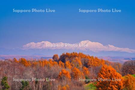 紅葉と大雪山
