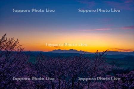 深山峠の桜の朝焼け