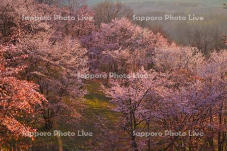 深山峠の桜