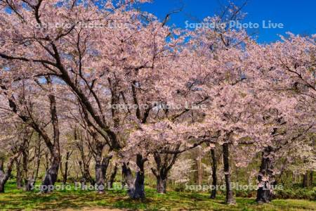 戸田記念墓地公園