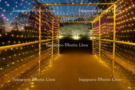 明治公園　ライトアップ