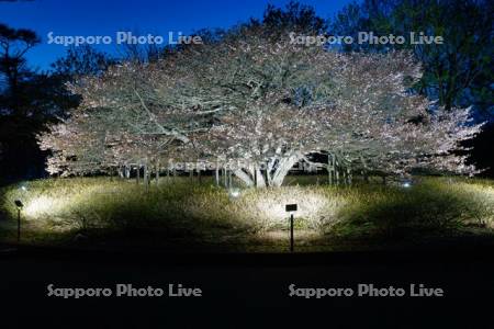 明治公園のチシマザクラ　ライトアップ