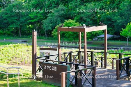 あやめ公園