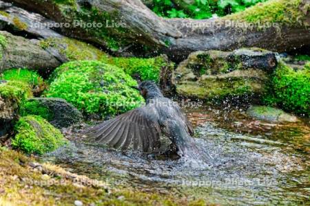 ヒヨドリ　水浴び