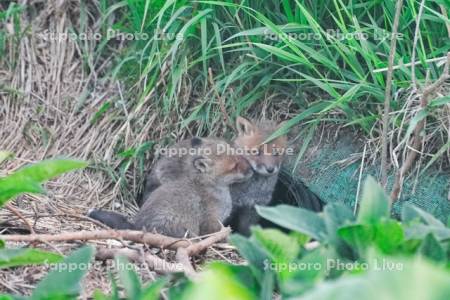キタキツネ　子ぎつね