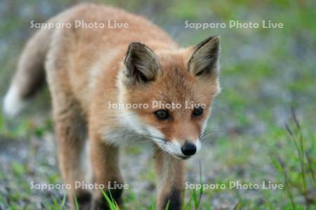 キタキツネ　子ぎつね