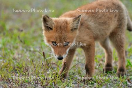キタキツネ　子ぎつね