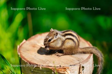 シマリス