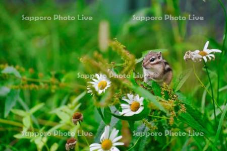 シマリス