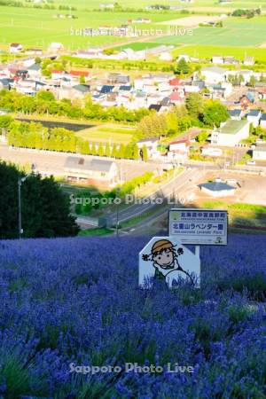 北星山ラベンダー園