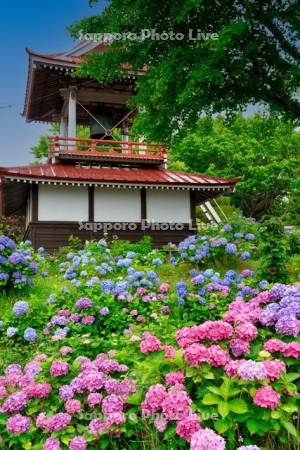 明善寺のアジサイ