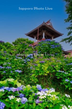 明善寺のアジサイ