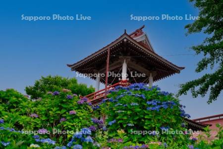 明善寺のアジサイ