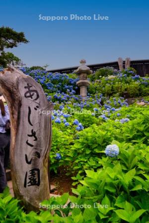 旧青山別邸あじさい園