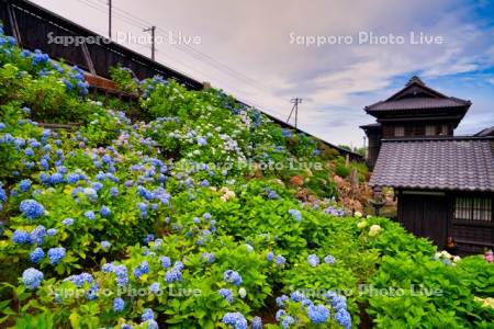 旧青山別邸あじさい園