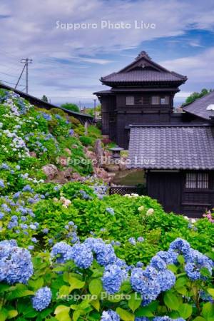 旧青山別邸あじさい園