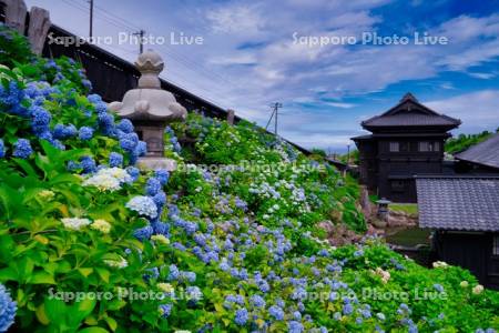 旧青山別邸あじさい園