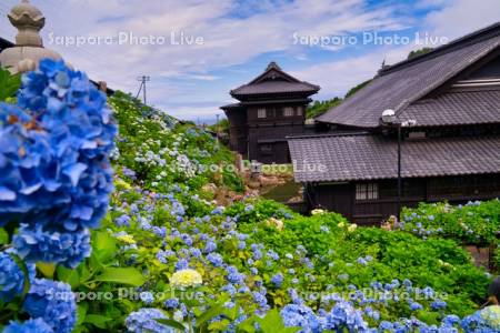 旧青山別邸あじさい園