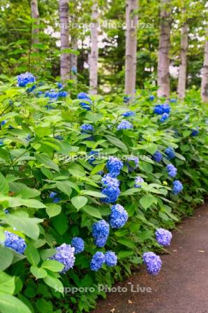 豊平公園の白樺とアジサイ