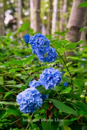 豊平公園の白樺とアジサイ
