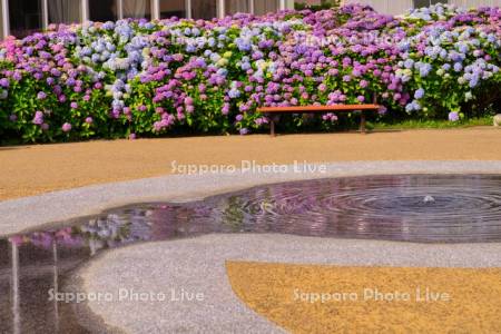 春日緑地のアジサイ