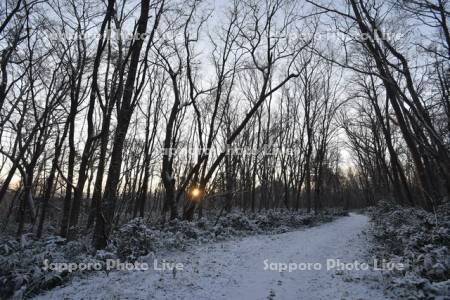 野幌森林公園の日の出