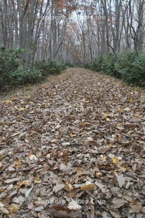 落葉で埋まる遊歩道