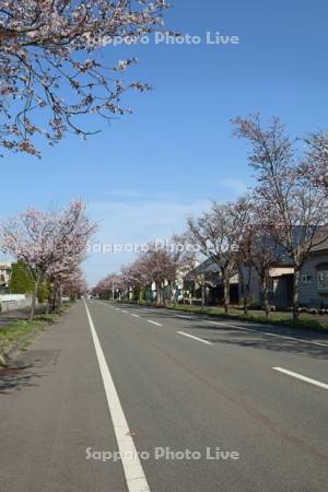 向陽台桜並木