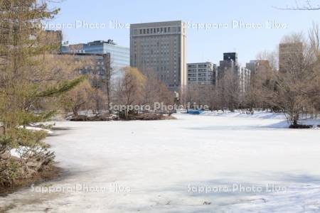 中島公園　凍った菖蒲池