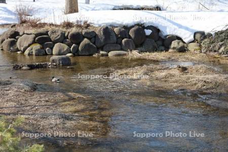 中島公園　鴨々川のカモ