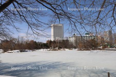 中島公園　凍った菖蒲池