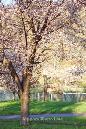 発寒川緑地の桜