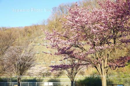 発寒川緑地の桜