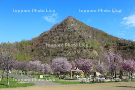 五天山公園の桜