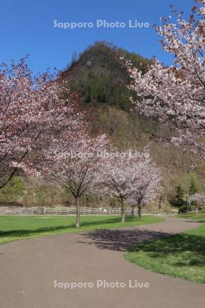 五天山公園の桜