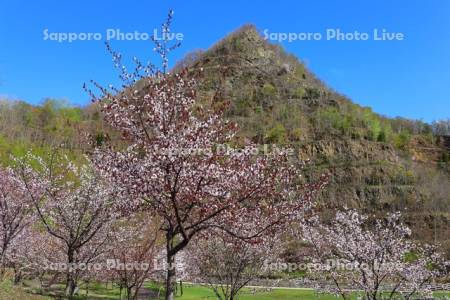 五天山公園の桜