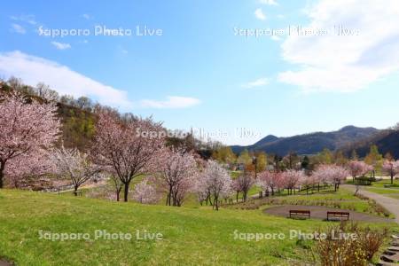 五天山公園の桜
