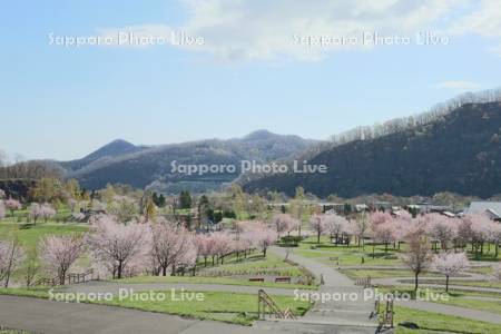 五天山公園の桜