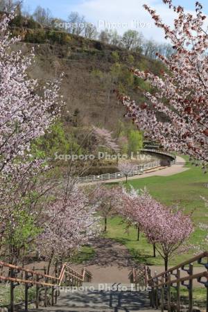 五天山公園の桜