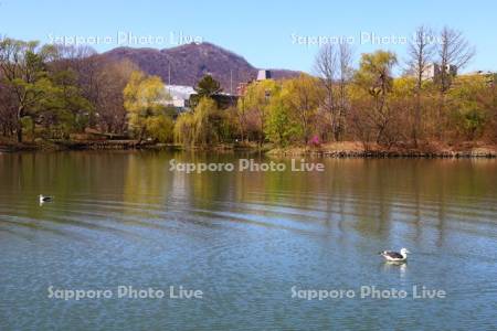 中島公園菖蒲池とカモメ