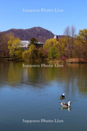 中島公園菖蒲池とカモメ