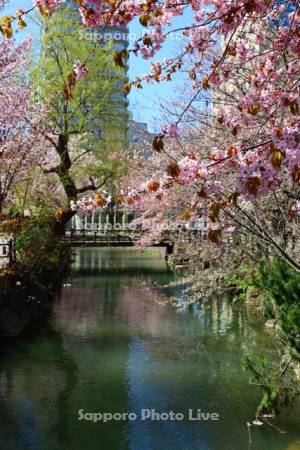 鴨々川と桜並木