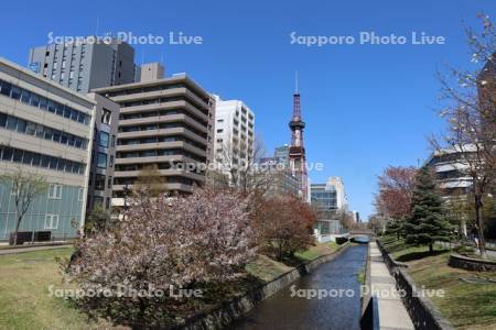 創成川公園の桜とテレビ塔