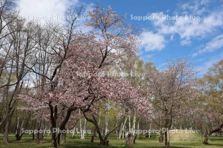 真駒内公園の桜