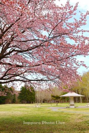 真駒内公園　きのこ広場