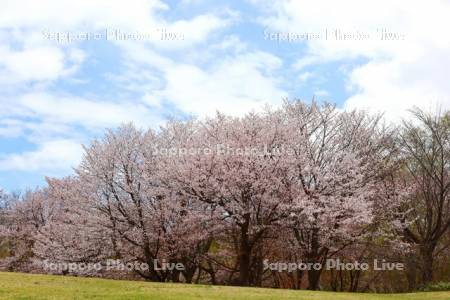真駒内公園の桜